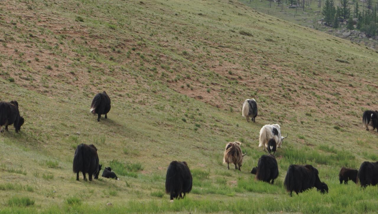 My Mongolia Eco Ger Camp Hotel Nalayh Exterior foto